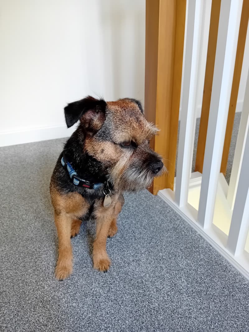 A hand-stripped border terrier sitting on the grey carpet by the doorway inside the salon