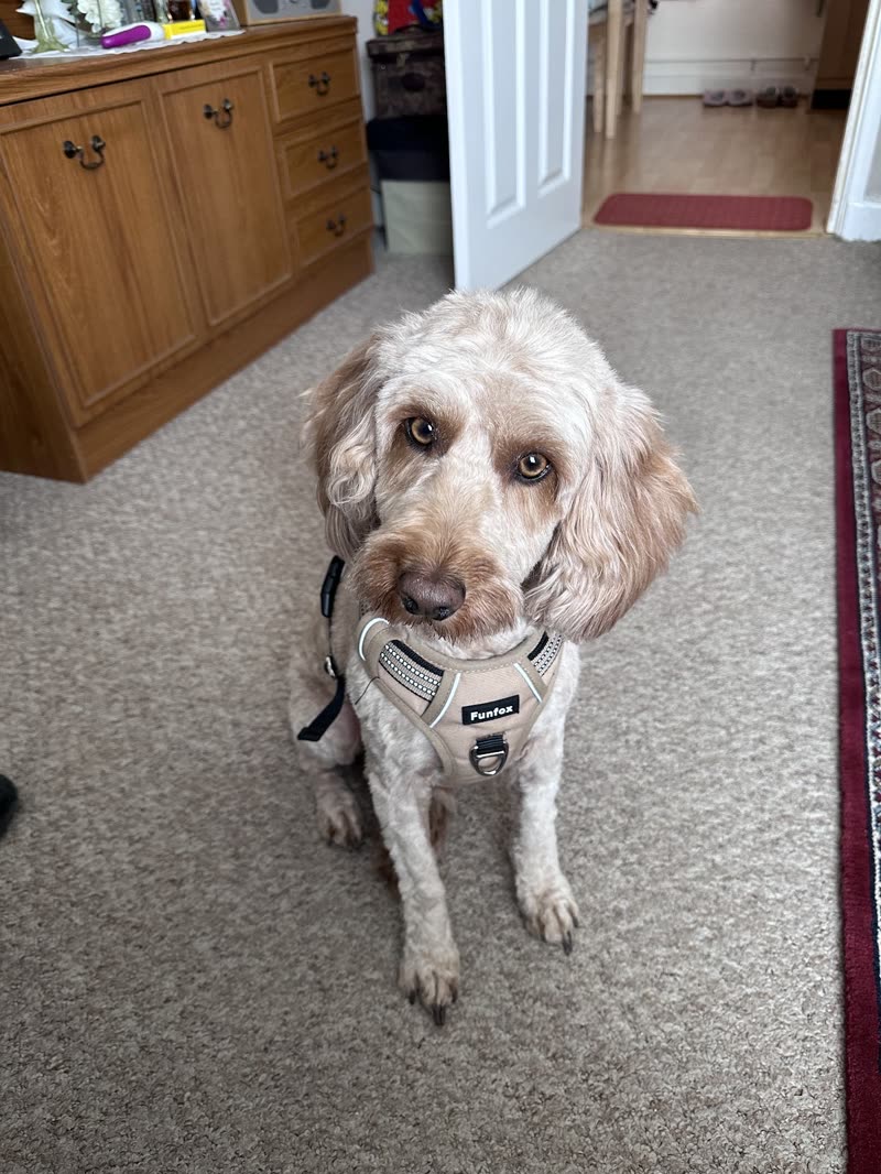A cream and apricot cockapoo in a grey harness looking up at the camera after its groom
