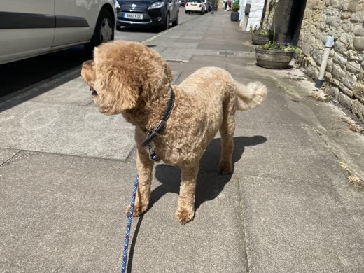 Close crop of an apricot poodle-cross's freshly clipped body and tail