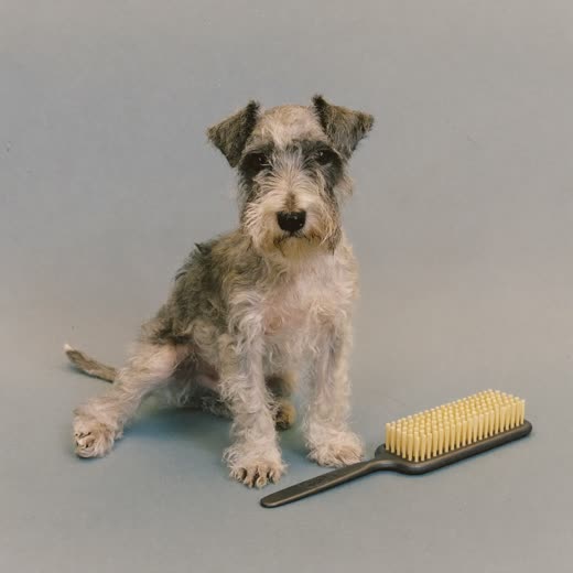 A small terrier beside a grooming brush